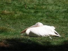 101PARC AUX OISEAUX DANS L AIN 2016 1_000024